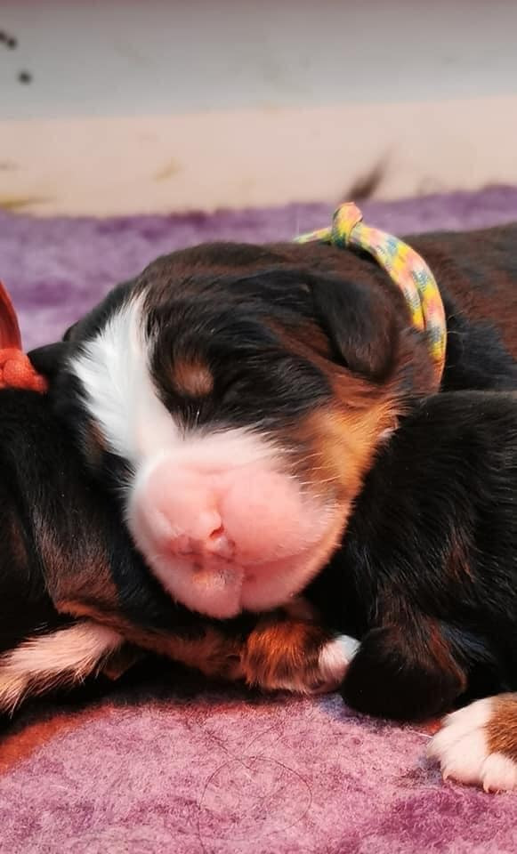 Tryskel rubis des Elfes Du Vent