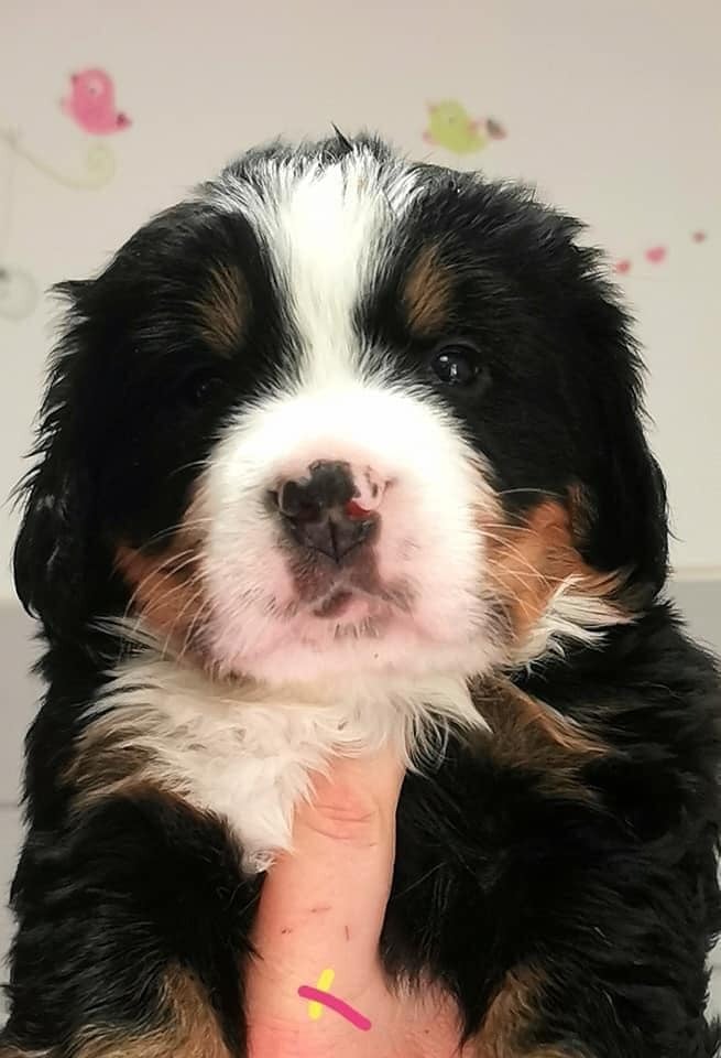 Tryskel rubis des Elfes Du Vent