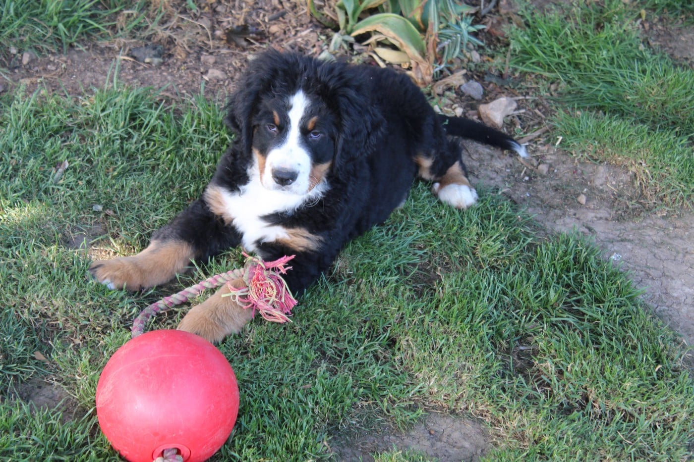 Tryskel rubis des Elfes Du Vent