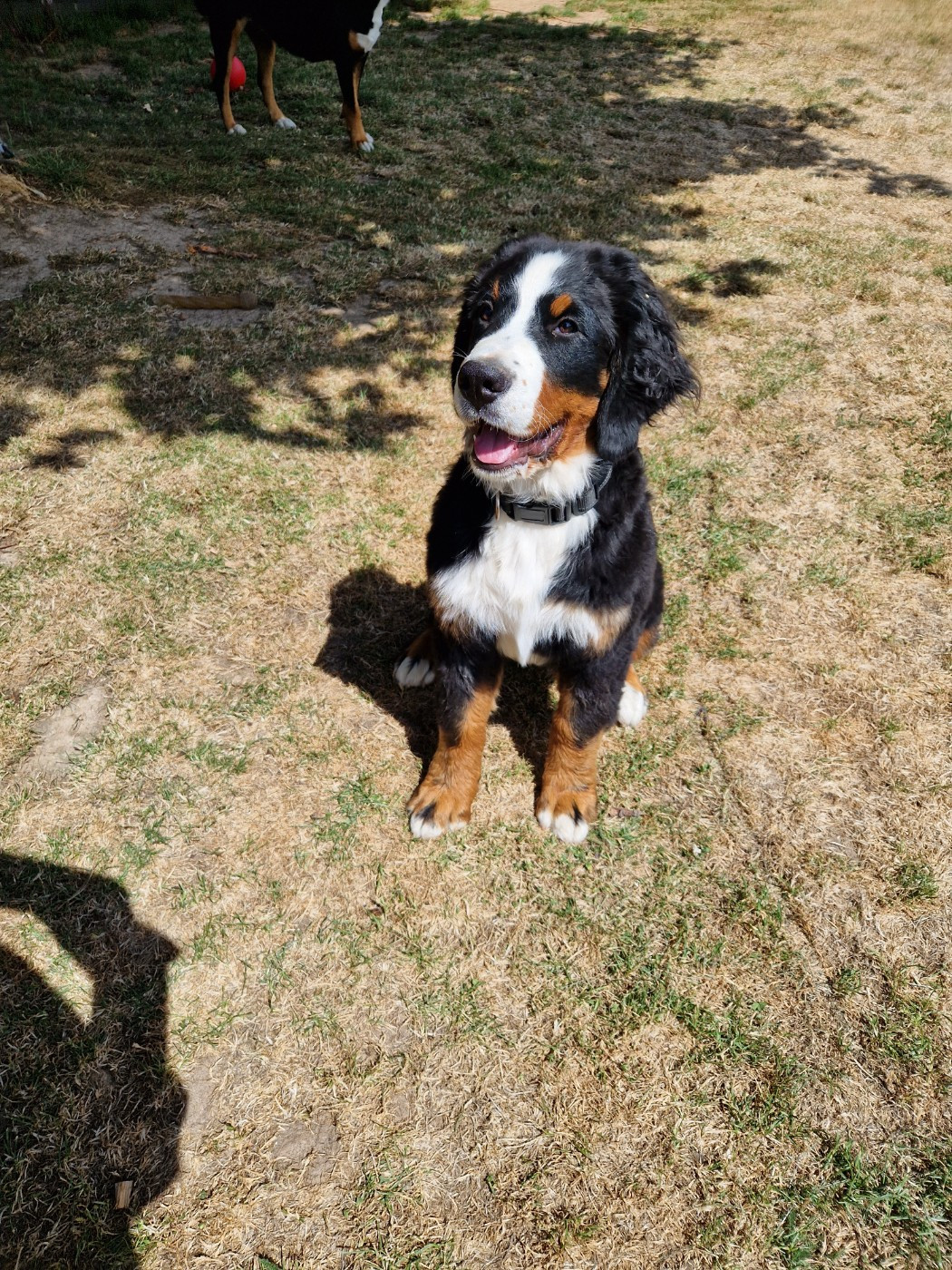 Tryskel rubis des Elfes Du Vent