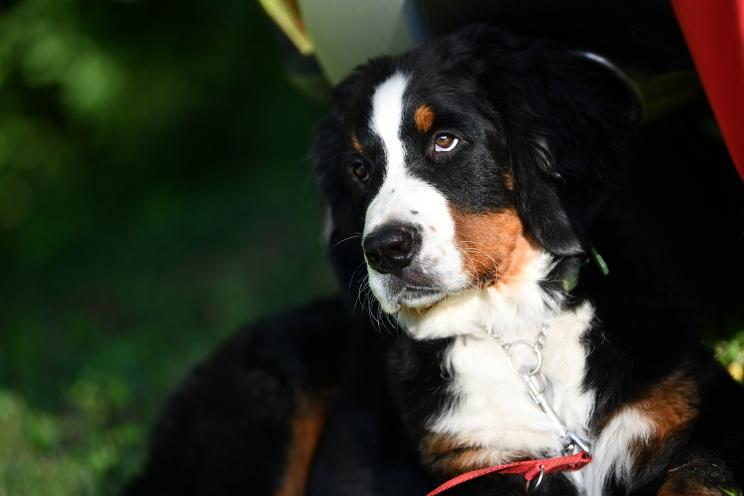 Tryskel rubis des Elfes Du Vent