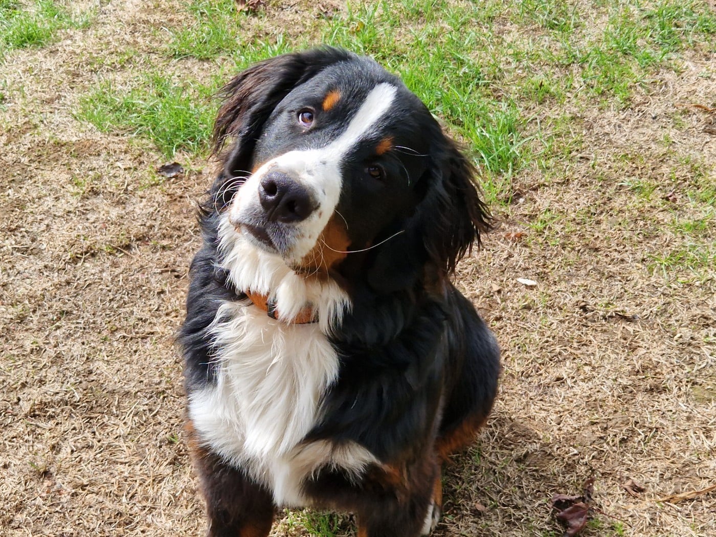 Tryskel rubis des Elfes Du Vent