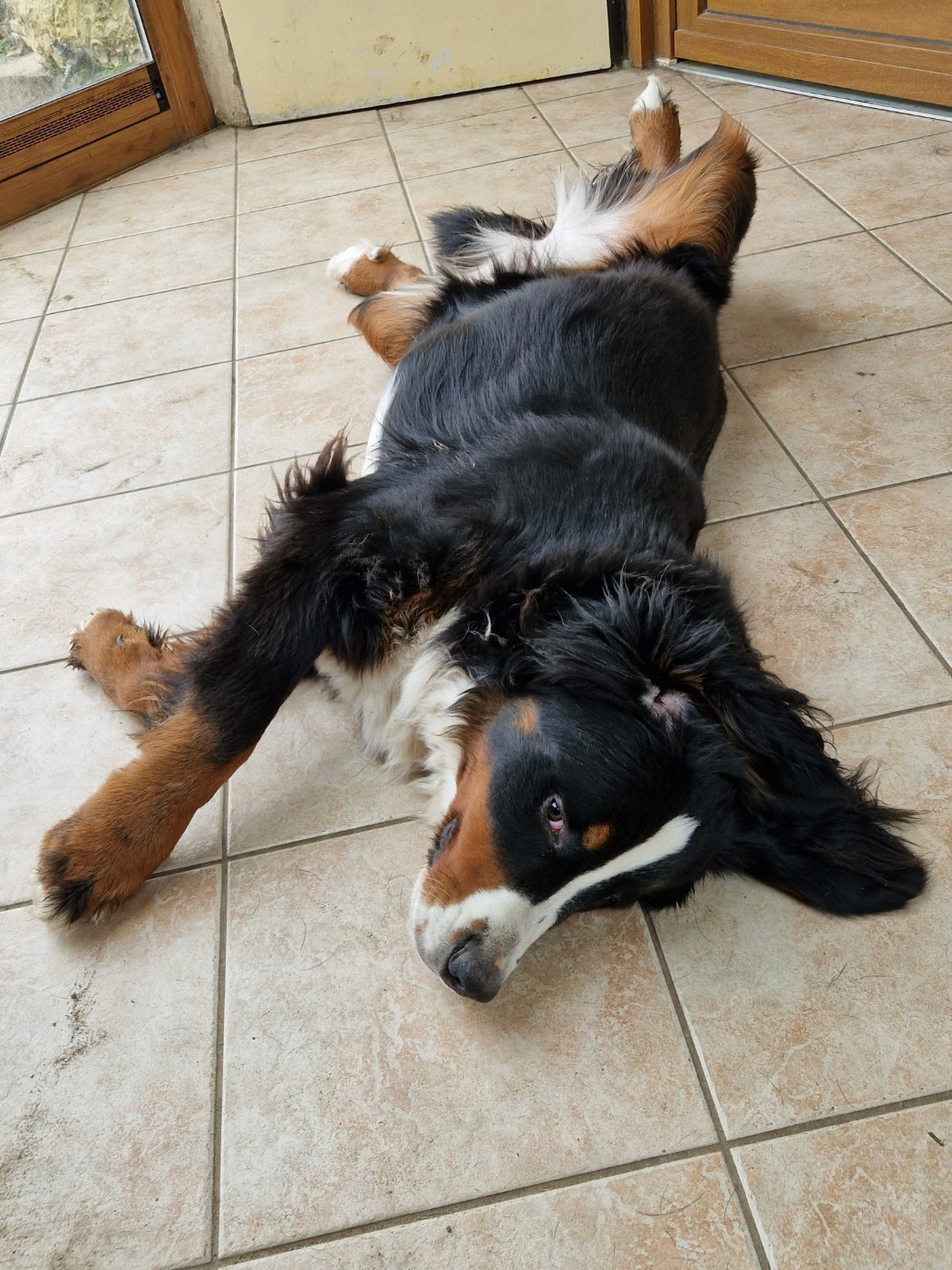 Tryskel rubis des Elfes Du Vent