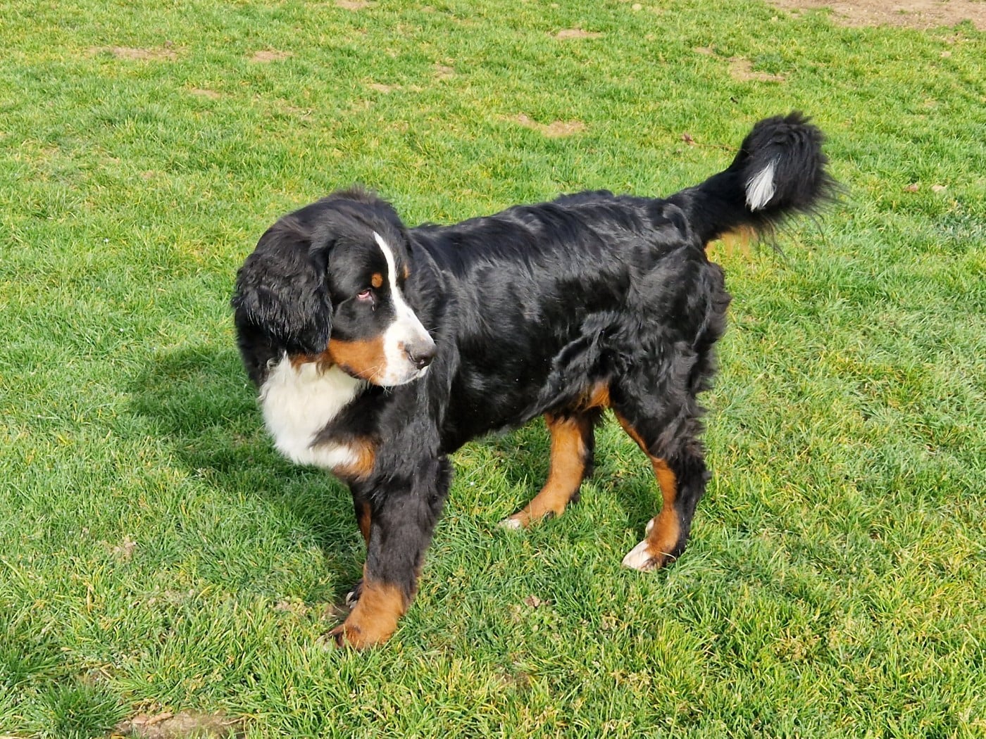 Tryskel rubis des Elfes Du Vent