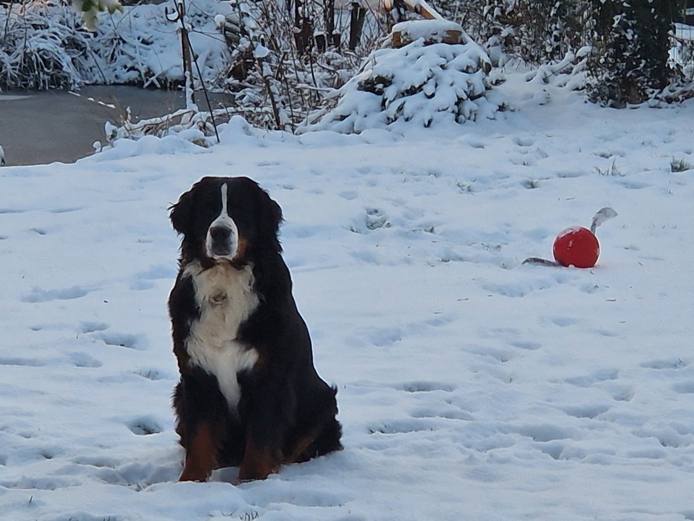 Tryskel rubis des Elfes Du Vent
