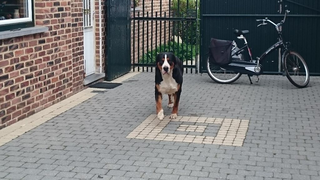 Publication : de l'attelage de rubis Auteur : van de brethonie