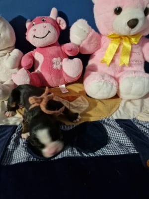 Les chiots de Bouvier Bernois