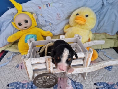 Les chiots de Bouvier Bernois