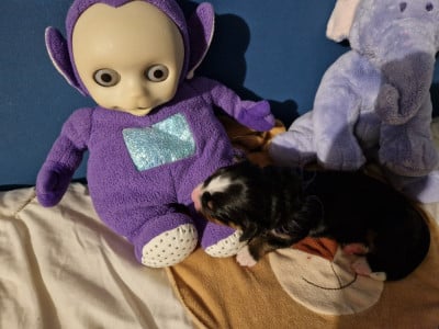 Les chiots de Bouvier Bernois