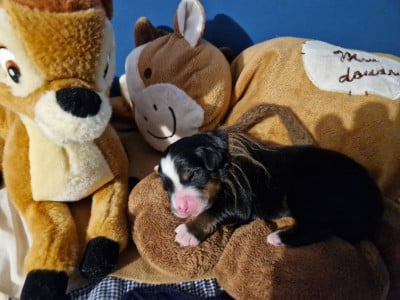 Les chiots de Bouvier Bernois