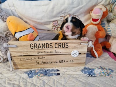 Les chiots de Bouvier Bernois