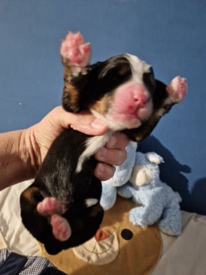 Les chiots de Bouvier Bernois