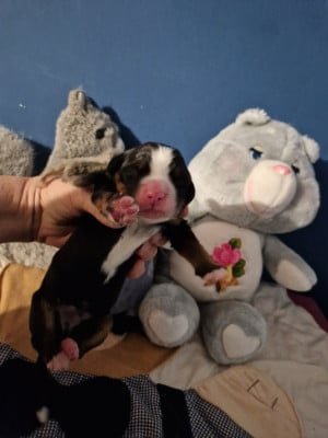 Les chiots de Bouvier Bernois