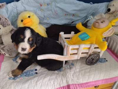 Les chiots de Bouvier Bernois