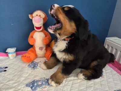 Les chiots de Bouvier Bernois