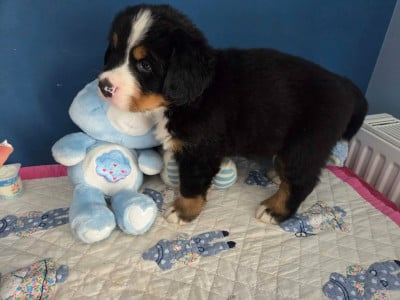 Les chiots de Bouvier Bernois