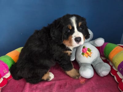 Les chiots de Bouvier Bernois