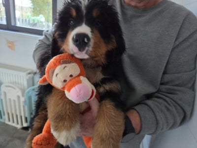 Les chiots de Bouvier Bernois