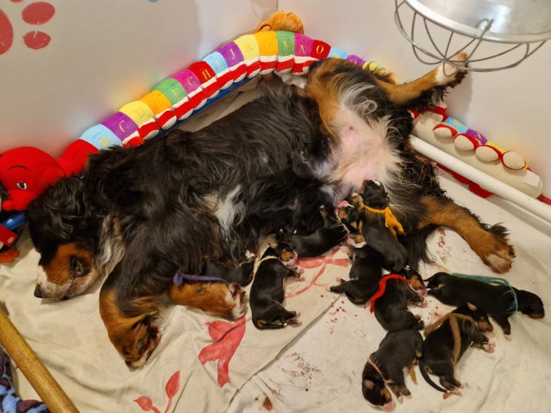 Bouvier Bernois - de l'attelage de rubis