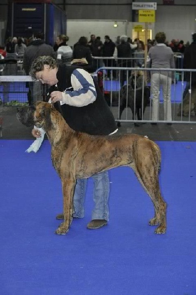 Grace amazing de la vallée des trois lacs - 2éme Excellent RCACS / RCACIB.