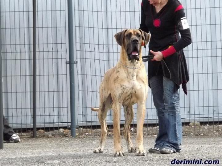 Flaubert des Princes de Cocagne - 1er Excellent CACS.