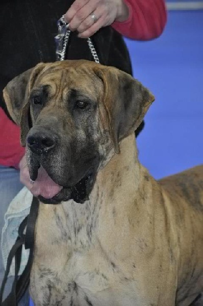 Flaubert des Princes de Cocagne - 2éme Excellent RCACS / RCACIB