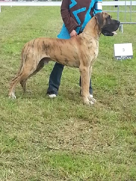 Flaubert des Princes de Cocagne - 1er Excellent RCACS/RCACIB