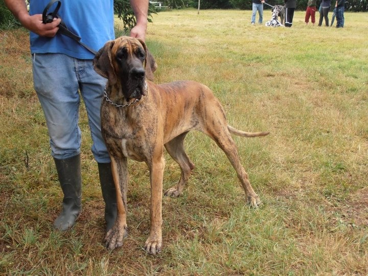 Grace amazing de la vallée des trois lacs - 1er Excellent, Meilleur Jeune Femelle de la exposition.