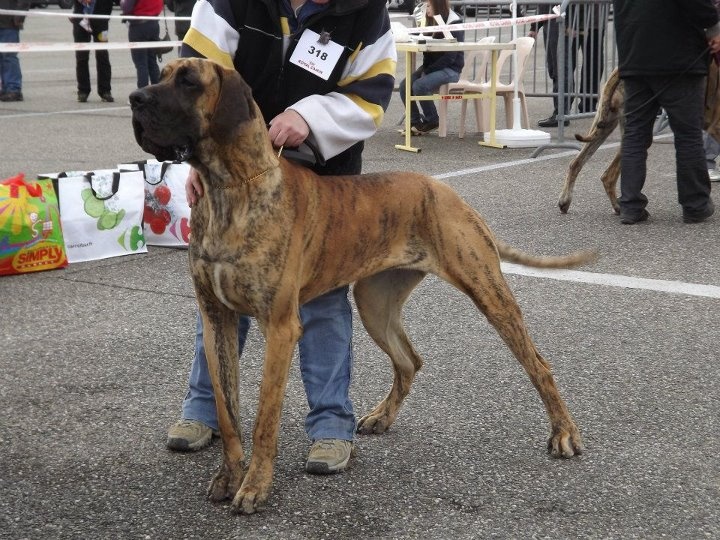 Grace amazing de la vallée des trois lacs - 1er Excellent, Meilleur Jeune.