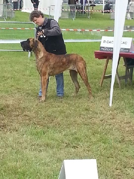 Grace amazing de la vallée des trois lacs - 1er Excellent CACS/CACIB