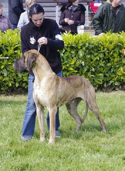 Flaubert des Princes de Cocagne - 2éme Excellent.