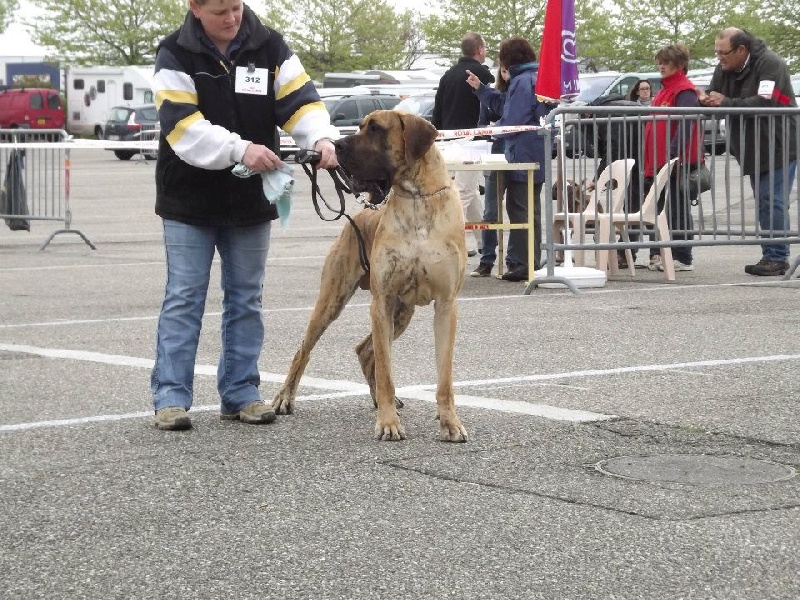 Flaubert des Princes de Cocagne - 1er Excellent