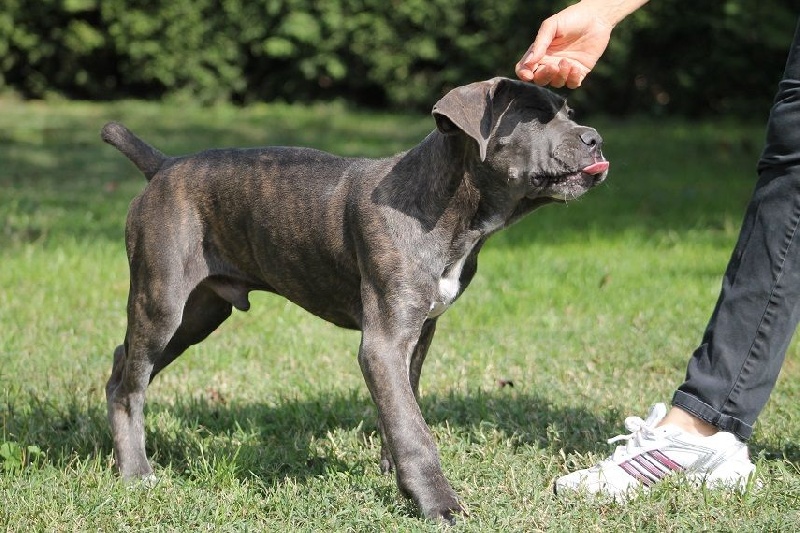 Publication : du Coliseum de Cassiopé