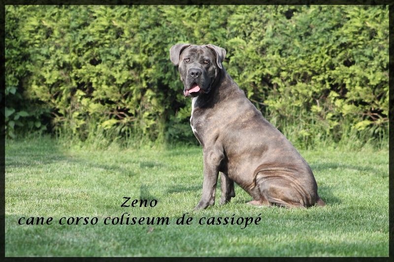 Publication : du Coliseum de Cassiopé