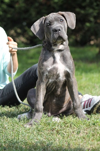 Publication : du Coliseum de Cassiopé