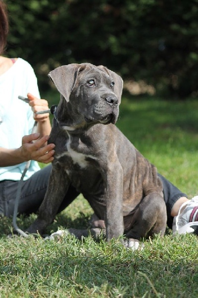 Publication : du Coliseum de Cassiopé