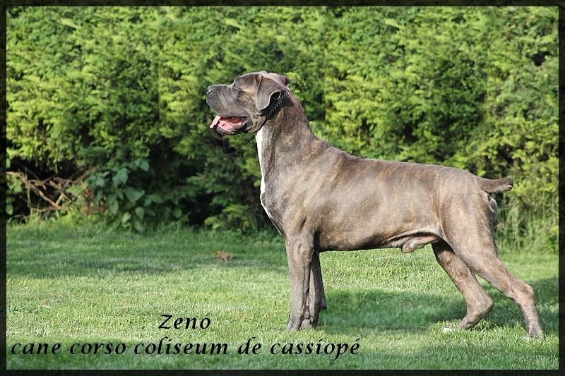 Publication : du Coliseum de Cassiopé