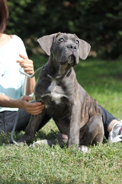 Publication : du Coliseum de Cassiopé