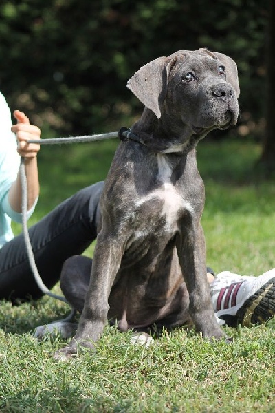 Publication : du Coliseum de Cassiopé