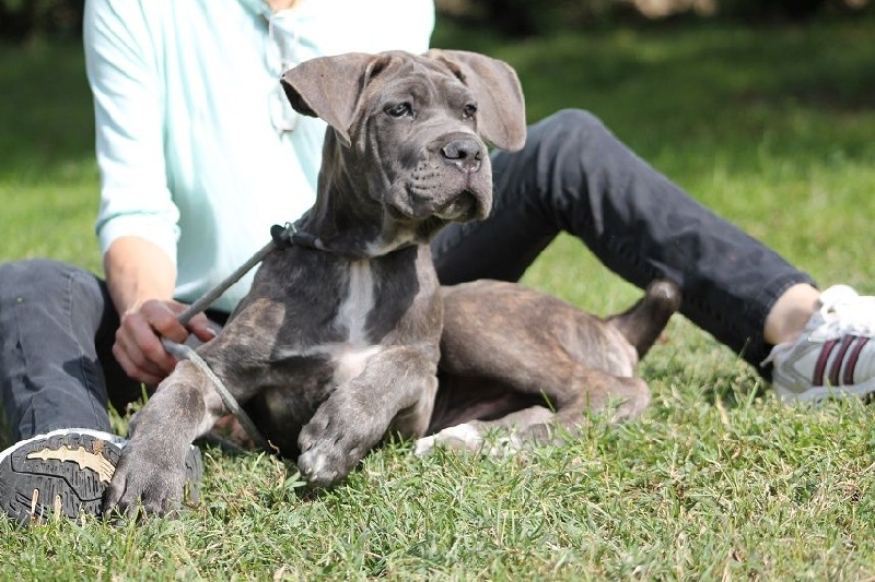 Publication : du Coliseum de Cassiopé