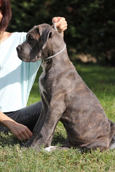 Publication : du Coliseum de Cassiopé