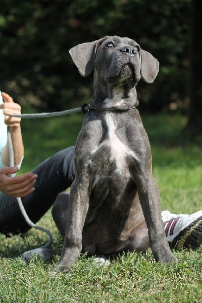 Publication : du Coliseum de Cassiopé