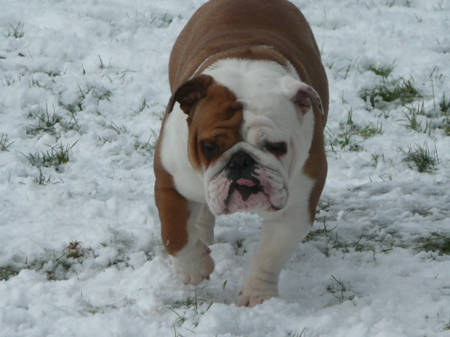 Publication : du royaume de Camel Auteur : Valérie LEGRAND
