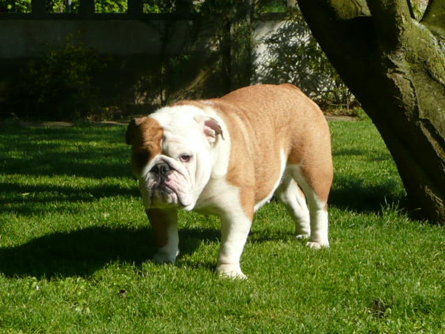 Publication : du royaume de Camel Auteur : Valérie LEGRAND