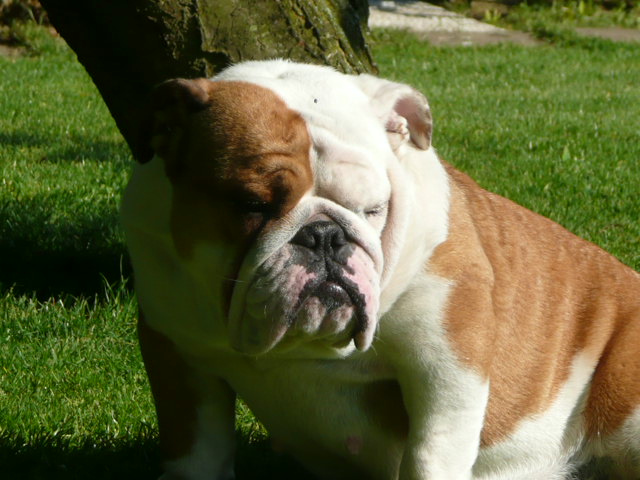 Publication : du royaume de Camel Auteur : Valérie LEGRAND