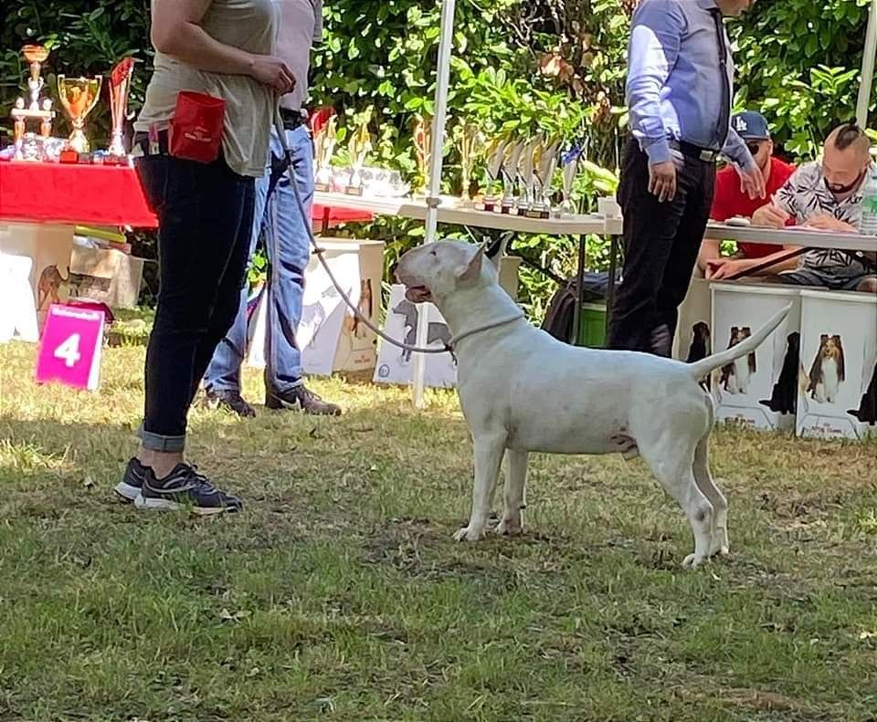 Chien Bull Terrier picture