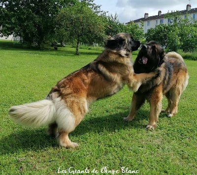 des Géants de l'Ange Blanc