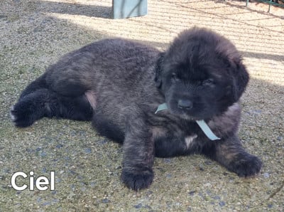 Les chiots de Leonberger