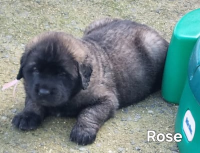 Les chiots de Leonberger