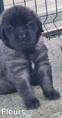 Les chiots de Leonberger
